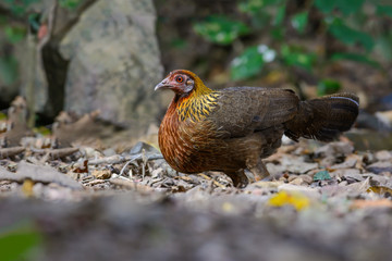Red Junglefowl or Gallus gallus spadiceus, beautiful chicken was scratching for food on the ground in forest, Thailand.