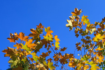 yellow autumn leaves on a tree branch