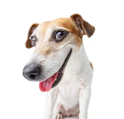 Aluminium Prints Dog confident dog muzzle staring to you! Smiling happy Jack Russell terrier. White background