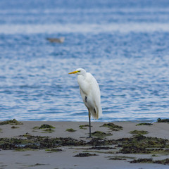 Great white heron or Great egret, Ardea alba, close-up portrait at sea shore with bokeh background, selective focus, shallow DOF