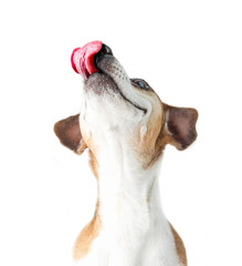 Contented dog muzzle. looks up. A hungry pet and an appetite for a delicious meal. White background