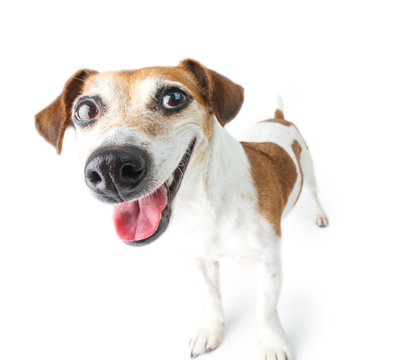 Adorable happy dog standing on white background in full-length. Hi world! Smiling pet