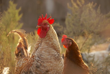 cock and chicken