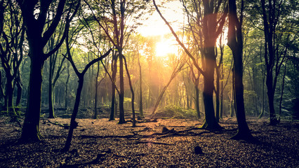 Sun Shining Through Trees In Forest
