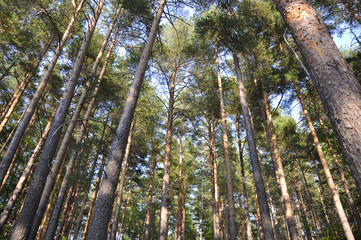 Tall pines in a forest