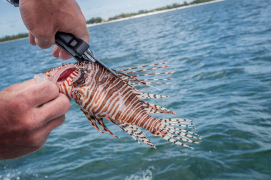 Hand cutting lionfish spines