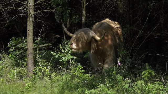 Schottische Hochlandrinder - highland rinder -grasen idyllisch in freier Wildbahn