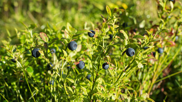 Bilberry (vaccinium myrtillus) fruits in natural environment