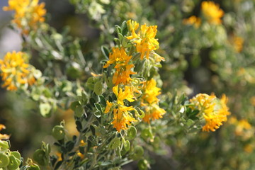 Spring Flowers in Greece, year 2017