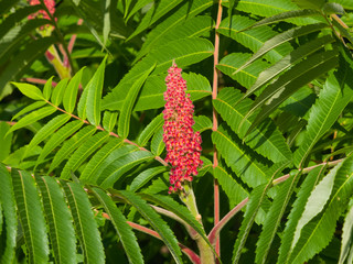 Red flower with green leaves on blooming Staghorn sumac, Rhus typhina, close-up, selective focus, shallow DOF