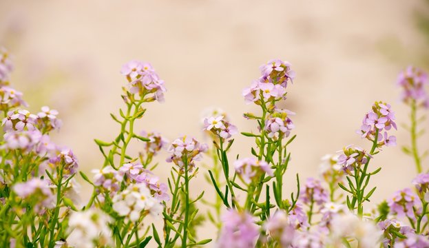 Europ&auml;ischer Meersenf (Cakile maritima) oder Strandrauke auf dem Sandstrand der zu Helgoland geh&ouml;renden Insel "D&uuml;ne", Nordsee, Schleswig-Holstein, Deutschland, Europa