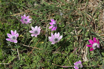 Fototapeta premium Spring Flowers in Greece, year 2017
