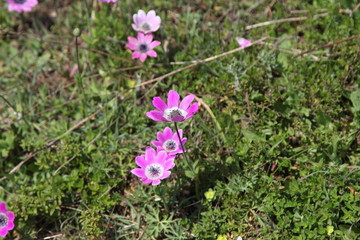 Fototapeta premium Spring Flowers in Greece, year 2017