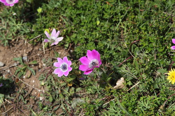 Fototapeta premium Spring Flowers in Greece, year 2017