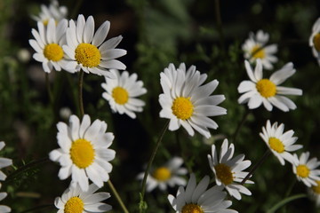 Spring Flowers in Greece, year 2017