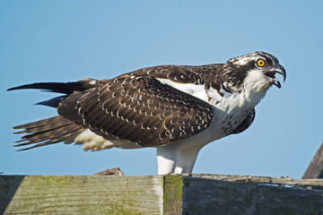 Juvenile Osprey
