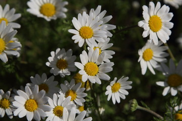 Obraz premium Spring Flowers in Greece, year 2017