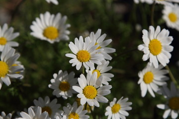 Spring Flowers in Greece, year 2017