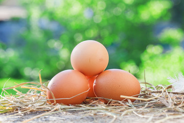 Eggs. Home. Protein. Round. Easter. For your design.