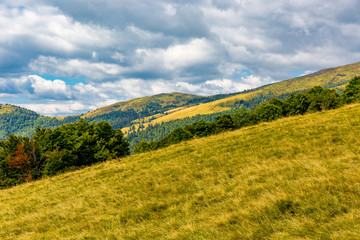 Fototapeta na wymiar meadow in mountains