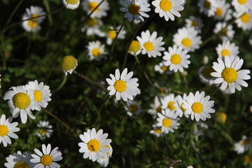 Spring Flowers in Greece, year 2017