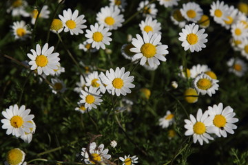 Spring Flowers in Greece, year 2017