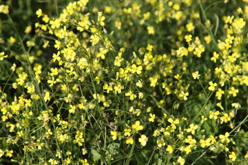 Spring Flowers in Greece, year 2017
