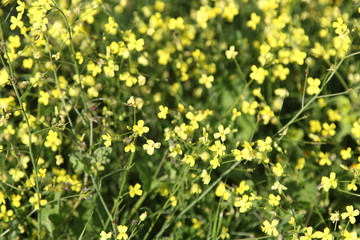 Obraz premium Spring Flowers in Greece, year 2017