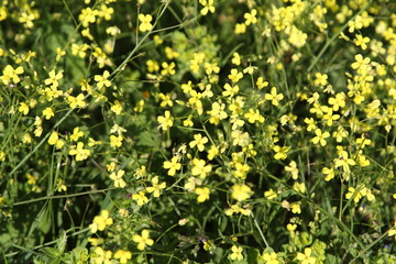 Spring Flowers in Greece, year 2017