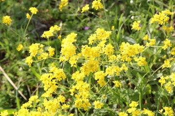 Spring Flowers in Greece, year 2017
