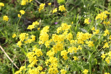 Spring Flowers in Greece, year 2017