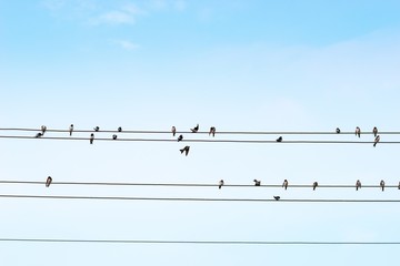 Mehlschwalben (Delichon urbicum) sammeln sich vor dem Zug nach Süden auf Drähten, Elbetal,...