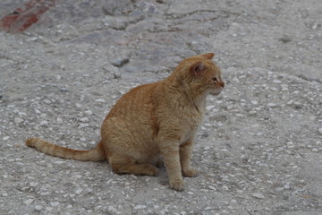 Obraz premium Cats in the Greece, 2017