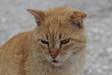 Cats in the Greece, 2017