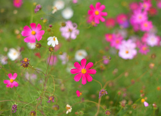 Fototapeta premium Flowers close up background.