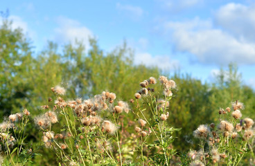 Fototapeta premium Dry grass on blurred background.