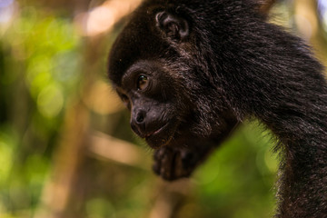 Portrait eines Brüllaffen in Costa Rica