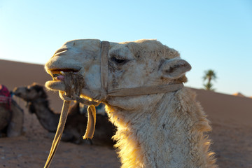 camels in erg chebbi
