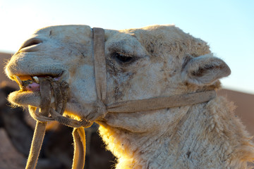 camels in erg chebbi