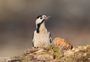 Close up portrait of male syrian woodpecker in soft morning light.