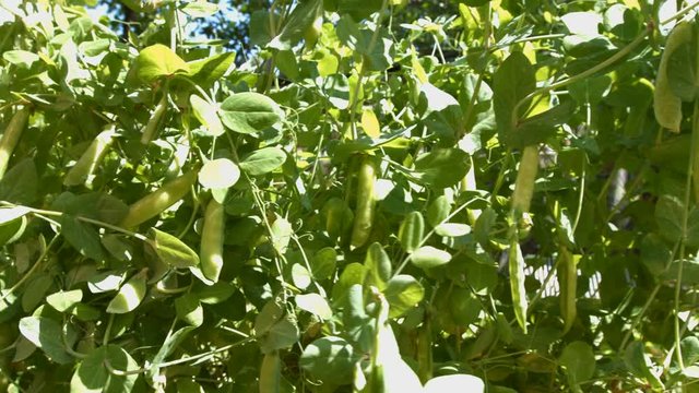 Growing green peas in the shell.
The smooth movement of the camera ( from left to right ) along the bush with a growing peas.