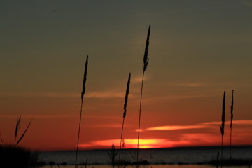 grass at sunset