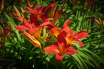 Flowers and buds of red yellow lilies (Latin Lilium) under natural sunlight