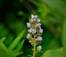 Isolated cluster of small flowers on green background, echium strictum