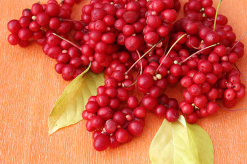 red berries of schisandra