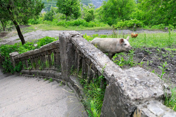 Pig looking for food in an abandoned district of Chiatura