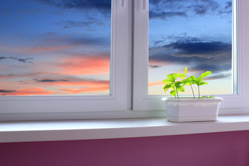 young oaks on the window-sill and view to the evening sky