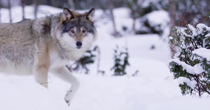 Magnificent wolf at a distance in beautiful winter forest