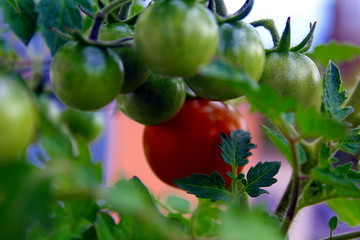 Tomatenpflanze auf dem Balkon