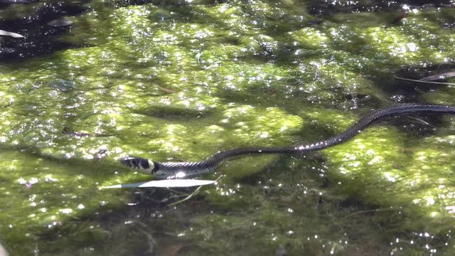 Ringelnatter, Natrix natrix, im Teich, Tierverhalten, Gartenteich, Wasserpflanzen
